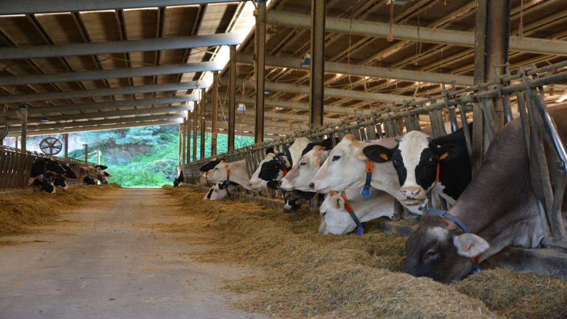 Stalle per vacche da latte: quanti tipi ce ne sono?